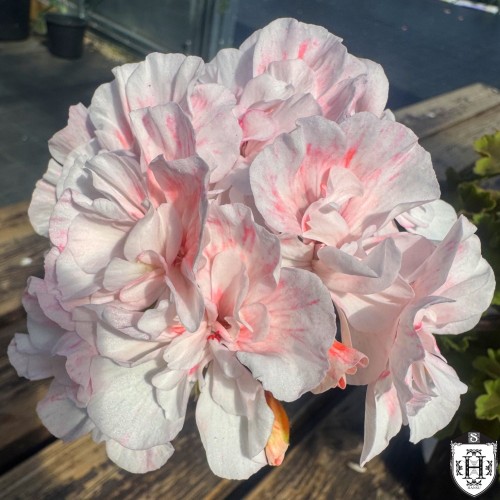 Pelargonium 'IV-Dorotea' - Pelargoon 'IV-Dorotea' P9/0,55L 